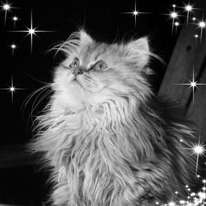 Meet your Posher, Delphine